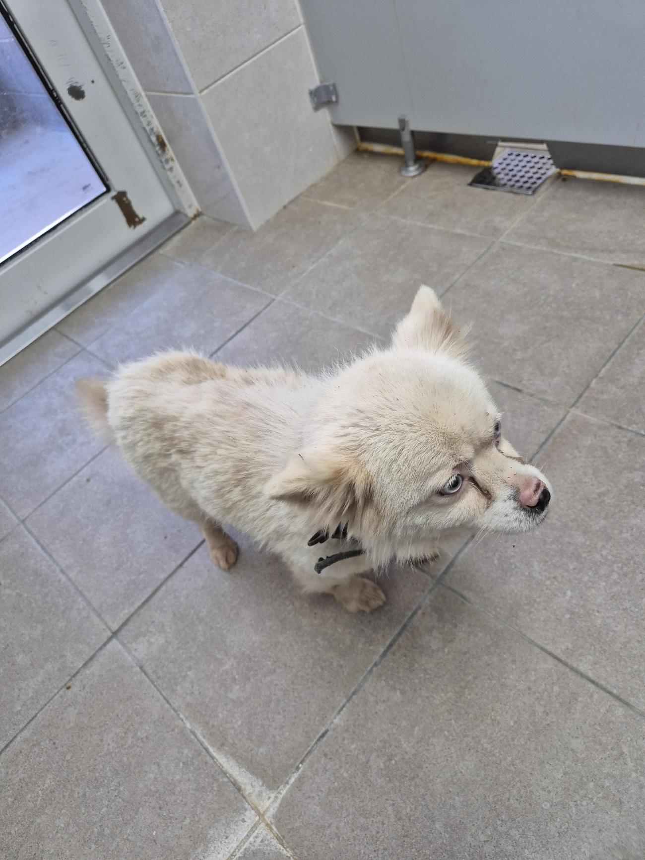 인제군동물보호센터_442433202500595